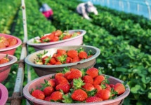 샹큼딸기네농장