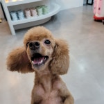 올리브독