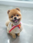 깍독깍dog