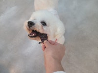 올리브독