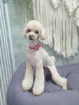 깍독깍dog