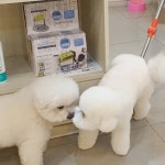 안나제니펫샵