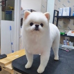 하이멍 애견미용
