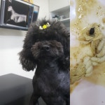 공원옆동물의료센터