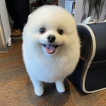 공원옆동물의료센터