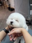 도그트리 애견미용실