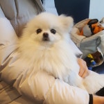 공원옆동물의료센터