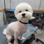 도그트리 애견미용실