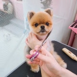 메리그루밍