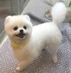 포미펫샵