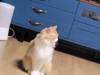 김종우참치