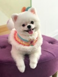 포미펫샵