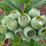 베리조아농원 블루베리체험