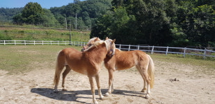 충주홀스팜랜드