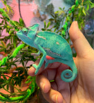 해피주 동물카페