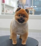 꼼꼼애견미용실