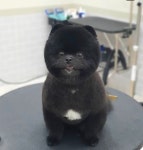 꼼꼼애견미용실