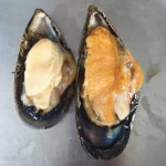 또와유수산
