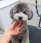 꼼꼼애견미용실