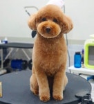 꼼꼼애견미용실
