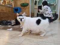 더캣
