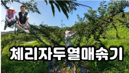 문애자두농장
