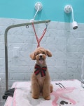 애견미용실 꽃개