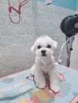 애견미용실 꽃개