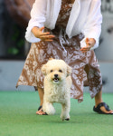 브루하하 [애견운동장,애견카페]