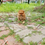 광주강아지분양 고양이분양 24시 데려가개본점