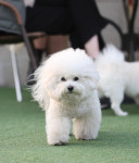 브루하하 [애견운동장,애견카페]