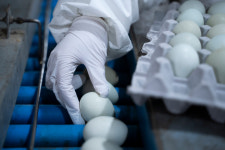 파란 알을 낳는 닭