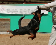 모나미랜드 애견훈련소