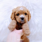 호펫 강아지 고양이 성신여대본점