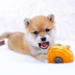 호펫 강아지 고양이 성신여대본점