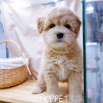 호펫 강아지 고양이 성신여대본점