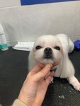 뽀숑그루밍