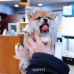 호펫 강아지 고양이 성신여대본점