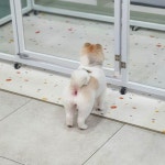 꼼꼼애견미용실