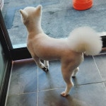 견생스타일