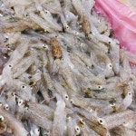 중앙수산