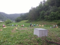 영운농장 곤드레