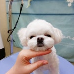 지니펫살롱