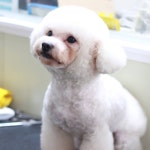 모모애견미용실