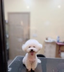 더예쁘개