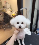 더예쁘개