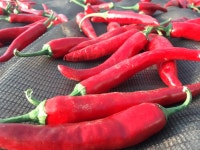 고구마모종 고구마 철수네농장