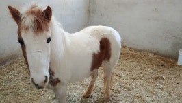 중원대학교 승마교육원