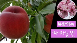 차차농원