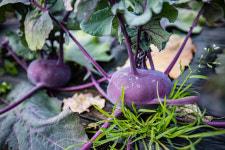 소낭친환경영농조합법인